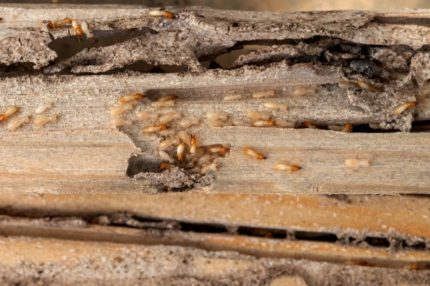 Wildlife Control Services in Salida, CA
